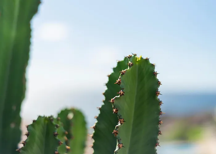 Penthouse Amarilla Golf - 7 Pools- Апартаменты Сан Мигель